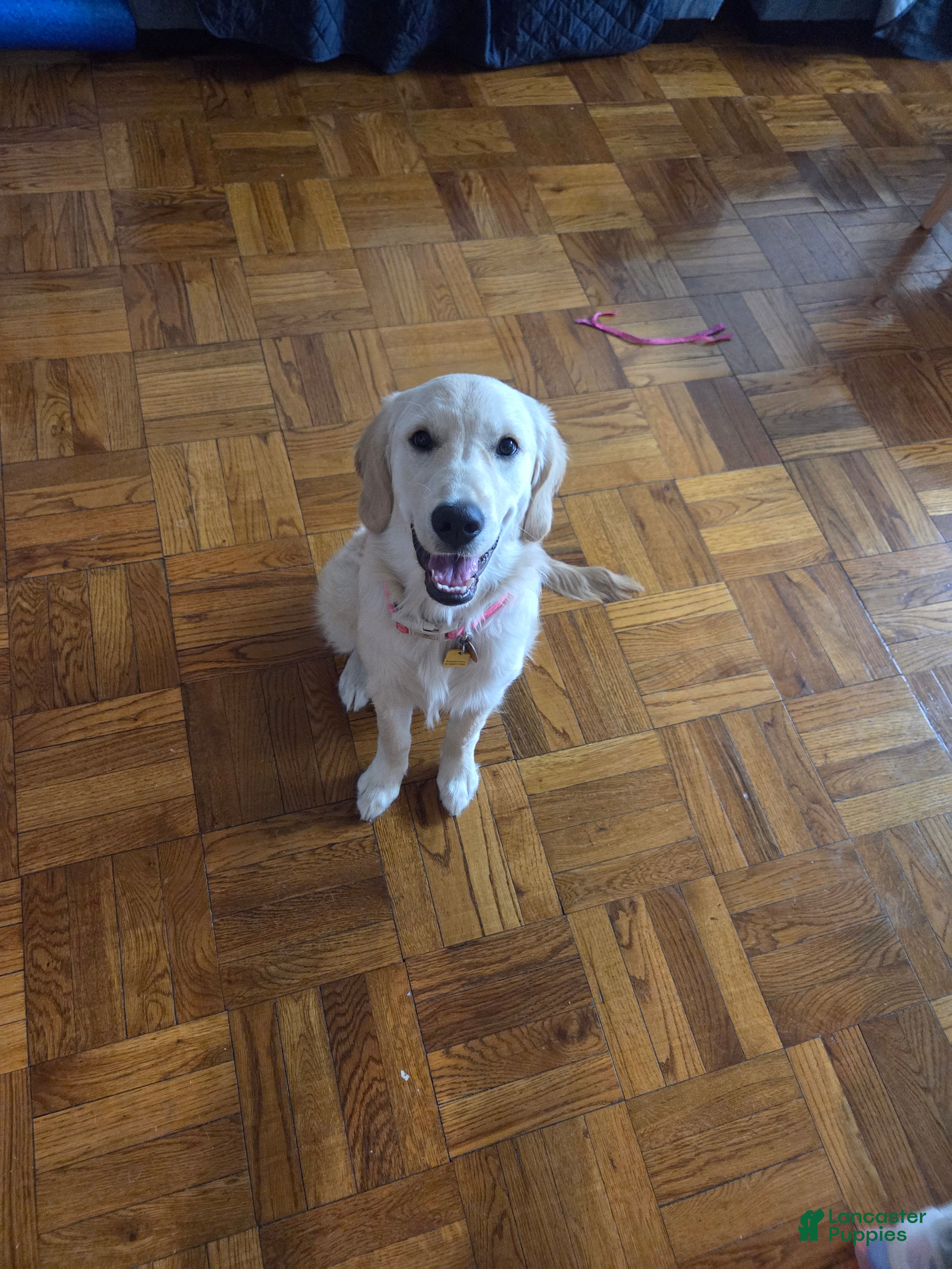 Golden Retriever dogs Golden Retriever -  Luna - Ad 20