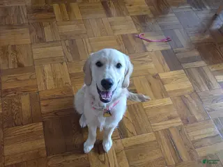 Golden Retriever dogs Golden Retriever - Luna - Ad 37