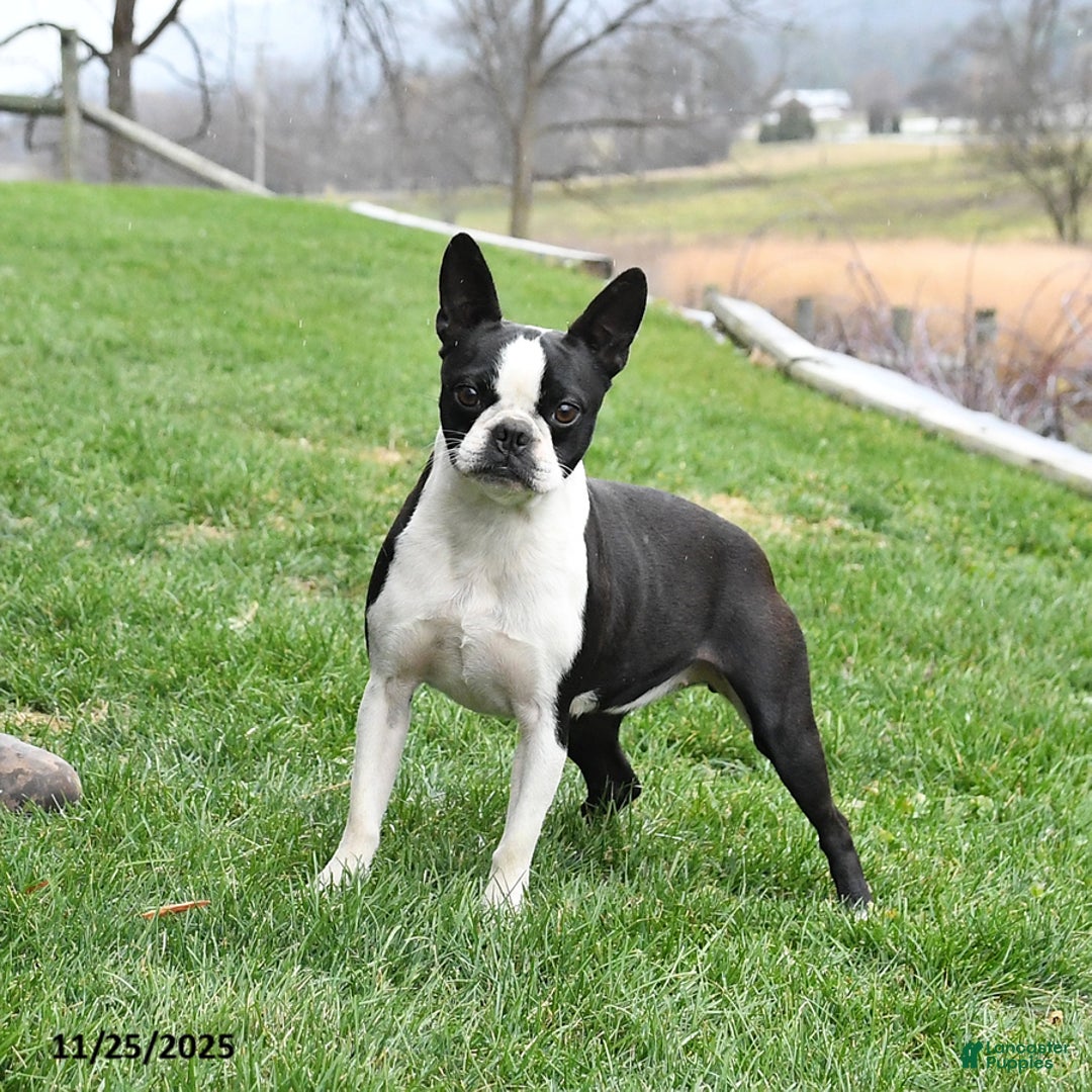Boston Terrier dogs for sale: Pepper - Ad 1