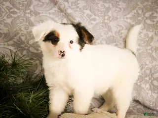 Mixed Breed dogs Barney - Ad 23