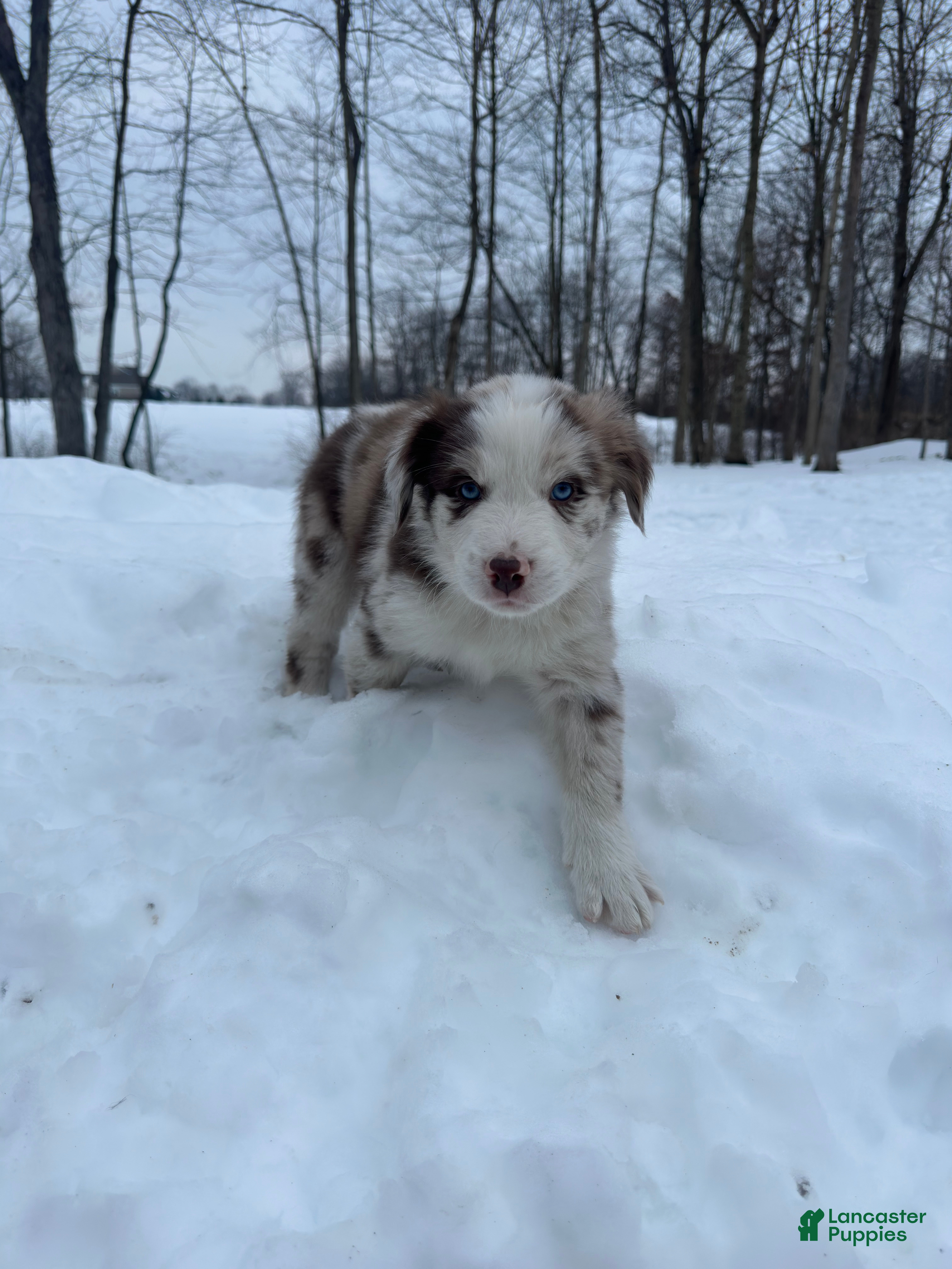 Miniature Australian Shepherd dogs Ozzie Jr. - Ad 14