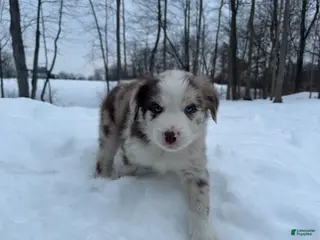 Miniature Australian Shepherd dogs Ozzie Jr. - Ad 14