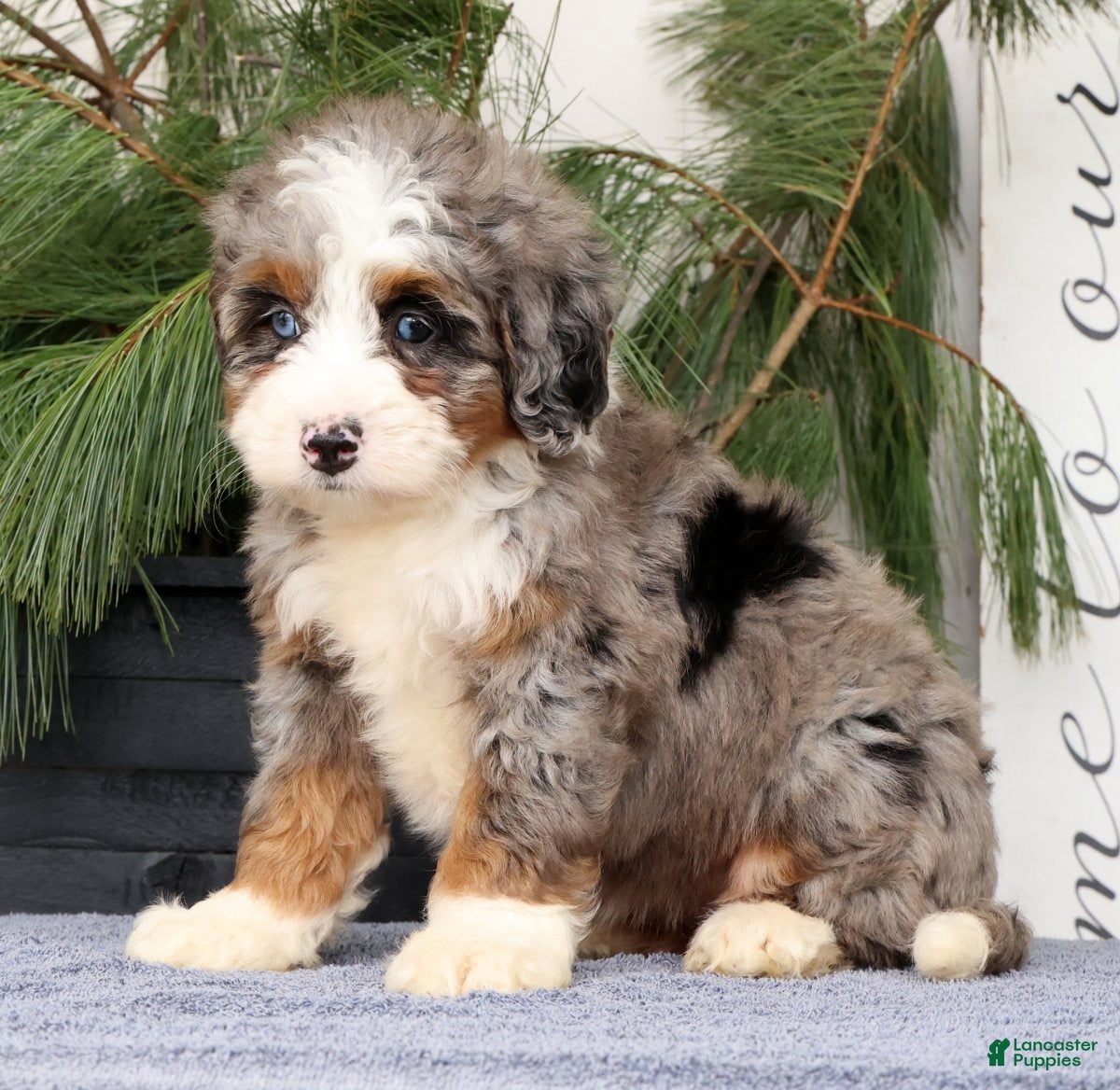 Mini Bernedoodle dogs Talia - Ad 2