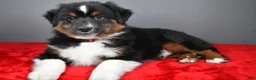 Miniature Australian Shepherd dogs for sale: Hudson - Ad 8
