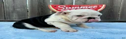 English Bulldog dogs for sale: Danna - Ad 9