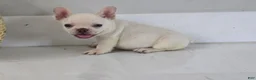 French Bulldog dogs for sale: French Bulldog 1 - Ad 2