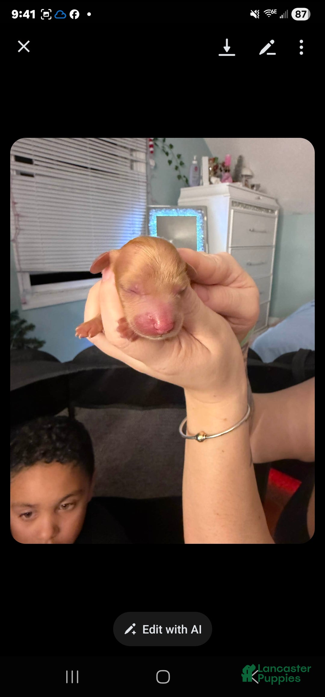 Dachshund dogs Dachshund Puppy 5 - Ad 34