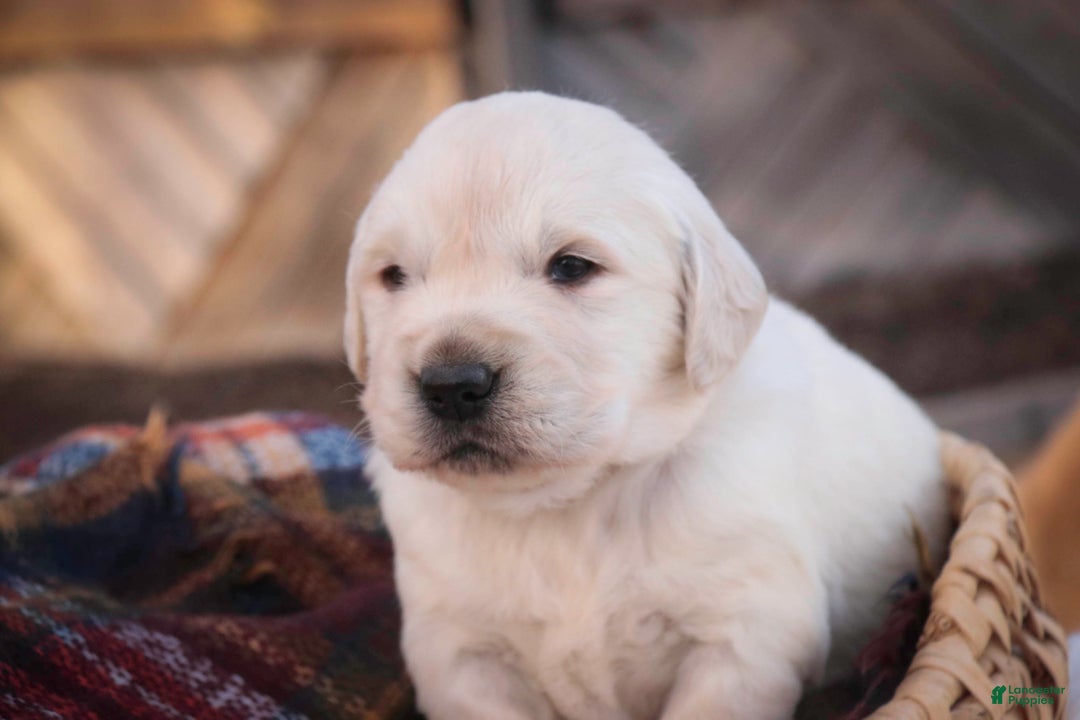 Golden Retriever dogs for sale: Rumble - Ad 2