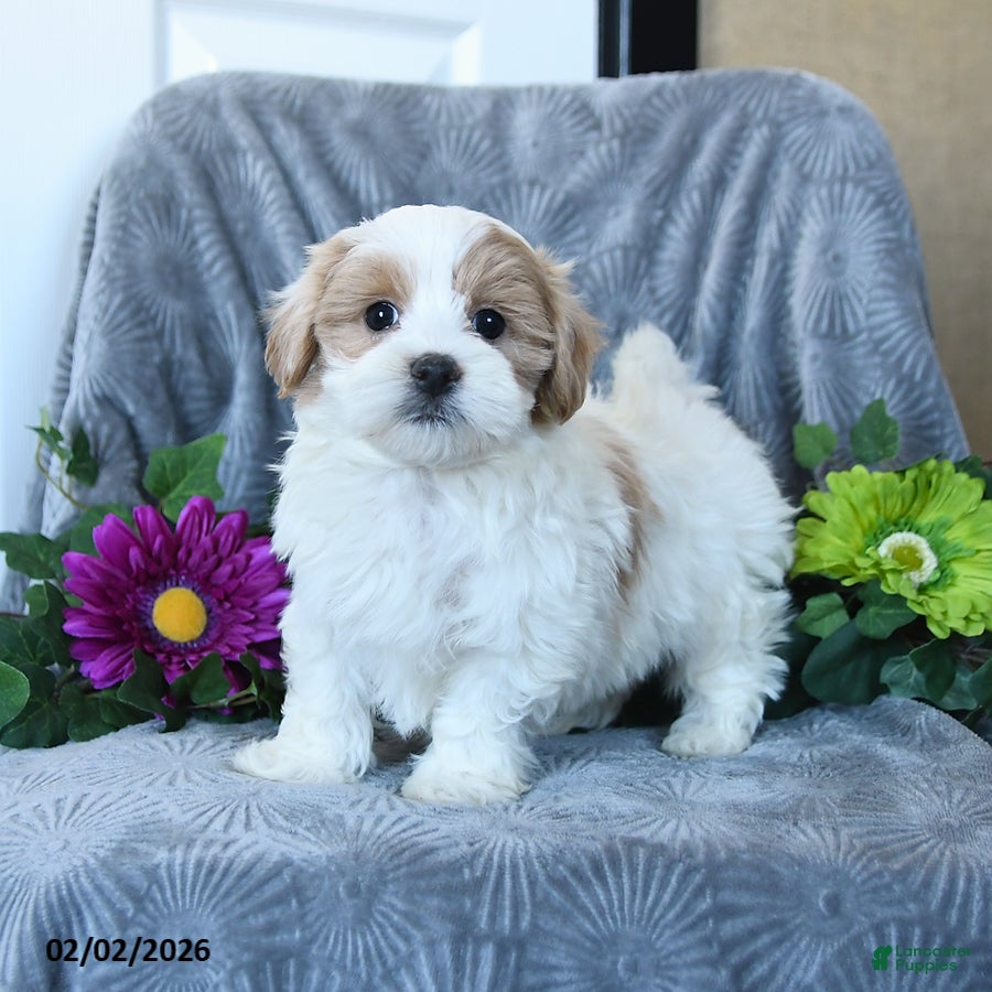 Maltipoo dogs Harris - Ad 27