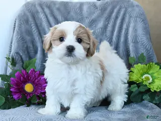 Maltipoo dogs Harris - Ad 6