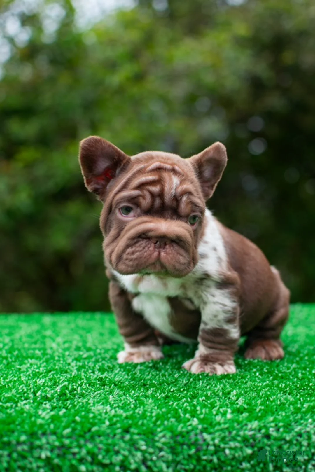 French Bulldog dogs for sale: "SKYE"-Chocolate Merle Big Rope Fluffy Carrier in California! USA Delivery - Ad 1