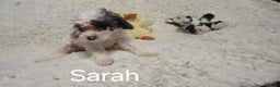 Cockapoo dogs for sale: Sarah - Ad 8