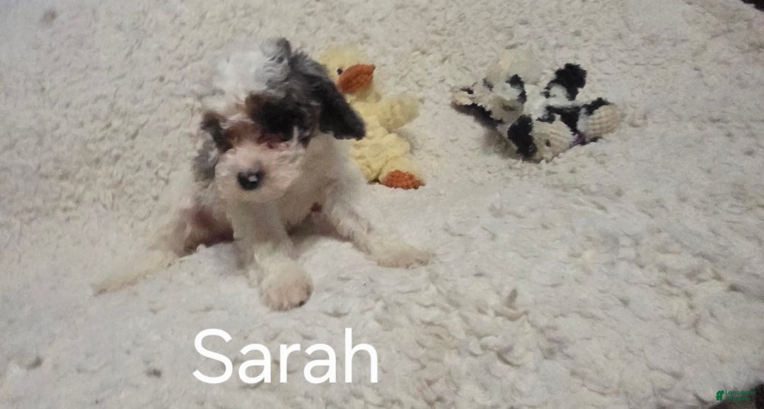 Cockapoo dogs for sale: Sarah - Ad 8
