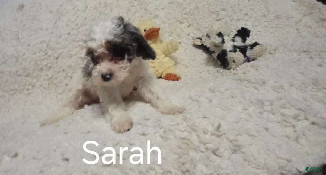 Cockapoo dogs for sale: Sarah - Ad 15