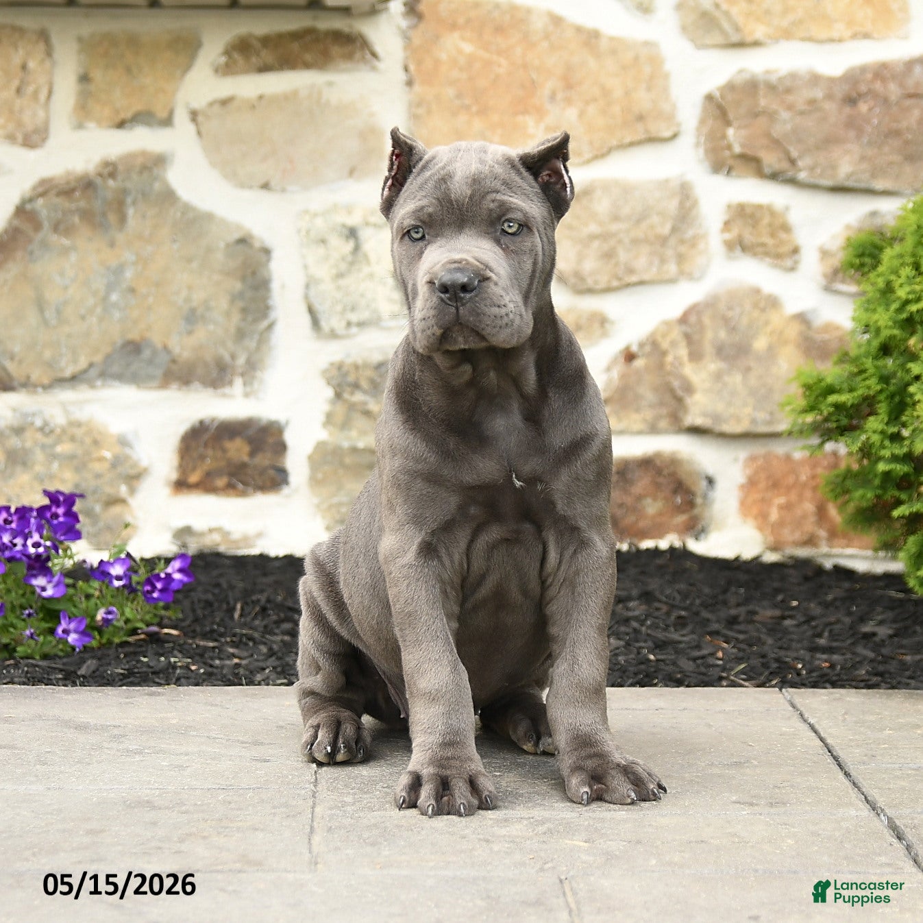 Cane Corso dogs Olive  - Ad 1
