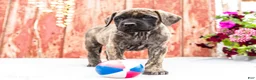 English Mastiff dogs for sale: Mackenzie - Ad 9