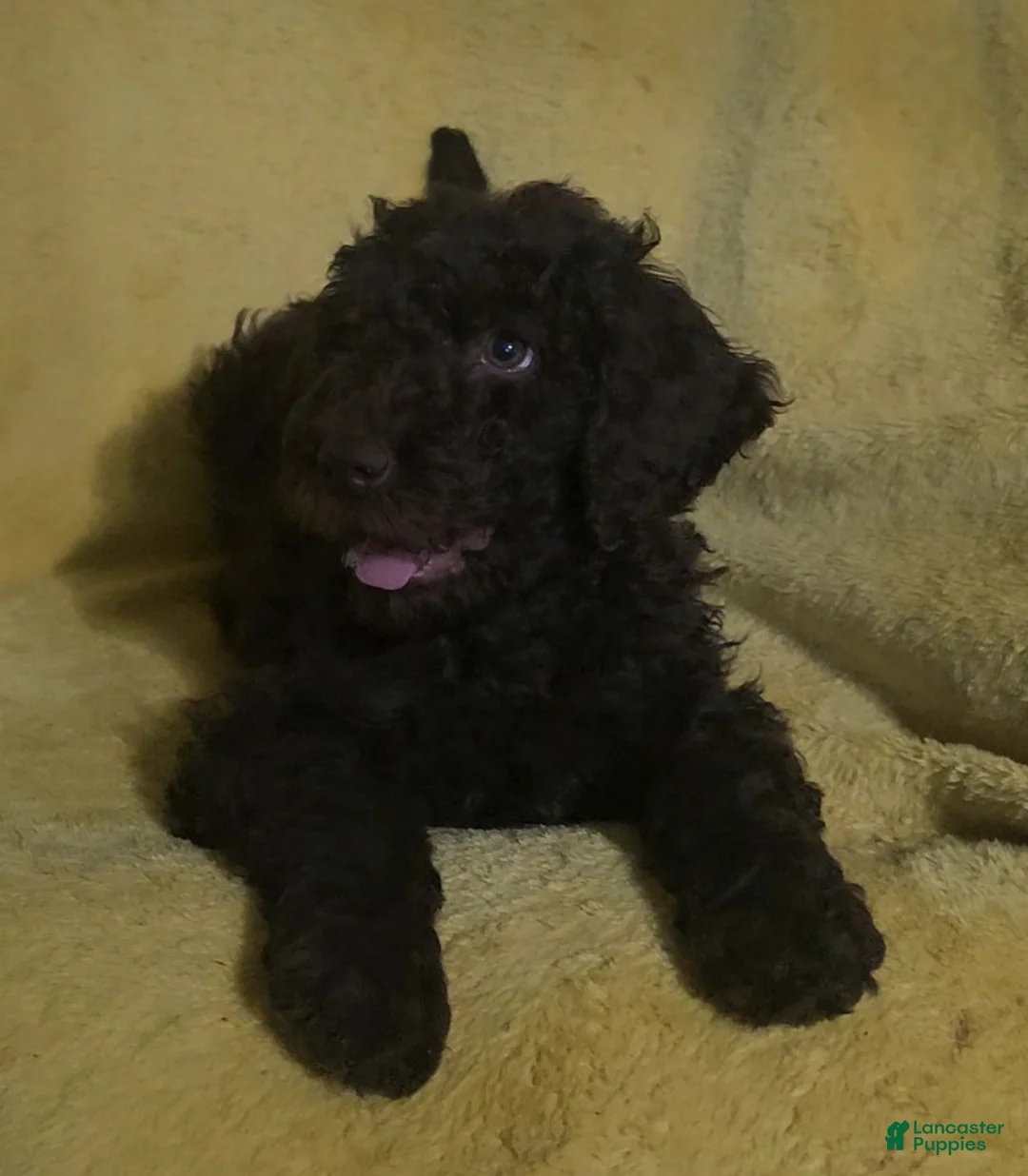 Standard Poodle dogs for sale: Standard Poodle Puppy 1 - Ad 1