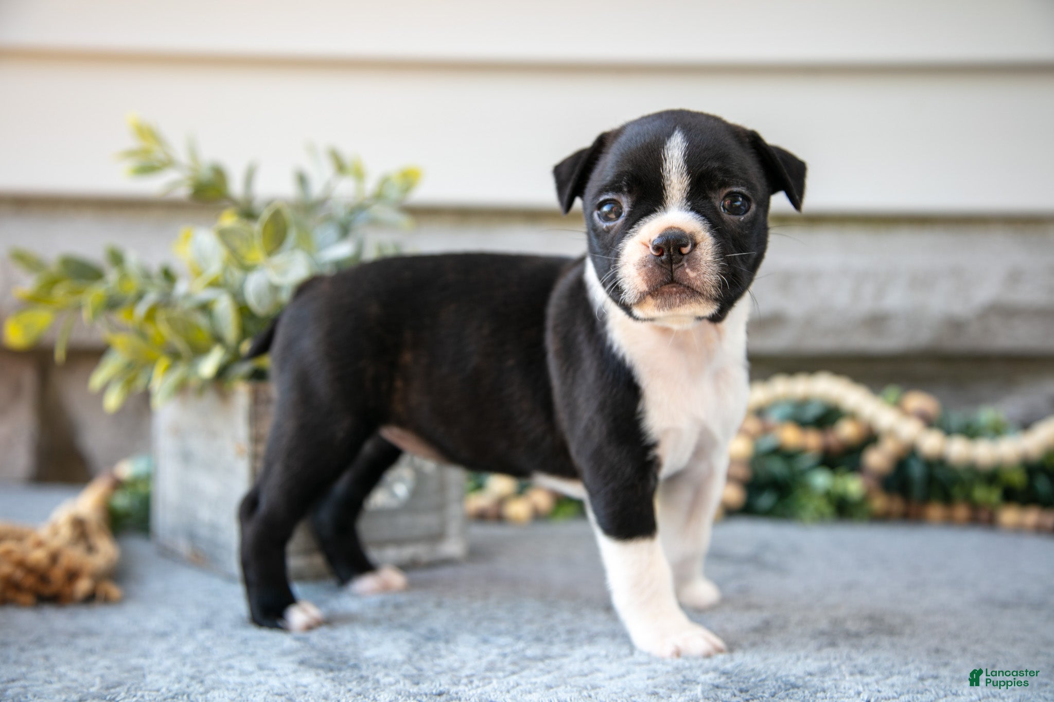 Boston Terrier dogs Fiona - Ad 4