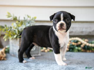 Boston Terrier dogs Fiona - Ad 31