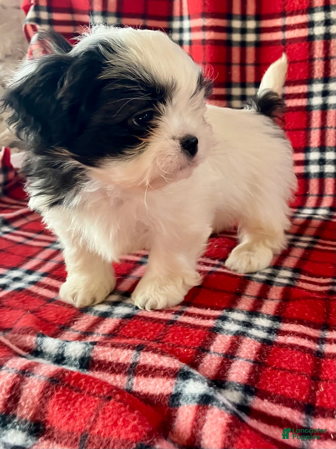 Shih Tzu dogs for sale: Louie - Ad 3