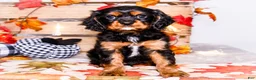 Cavalier King Charles Spaniel dogs for sale: Jojo - Ad 18