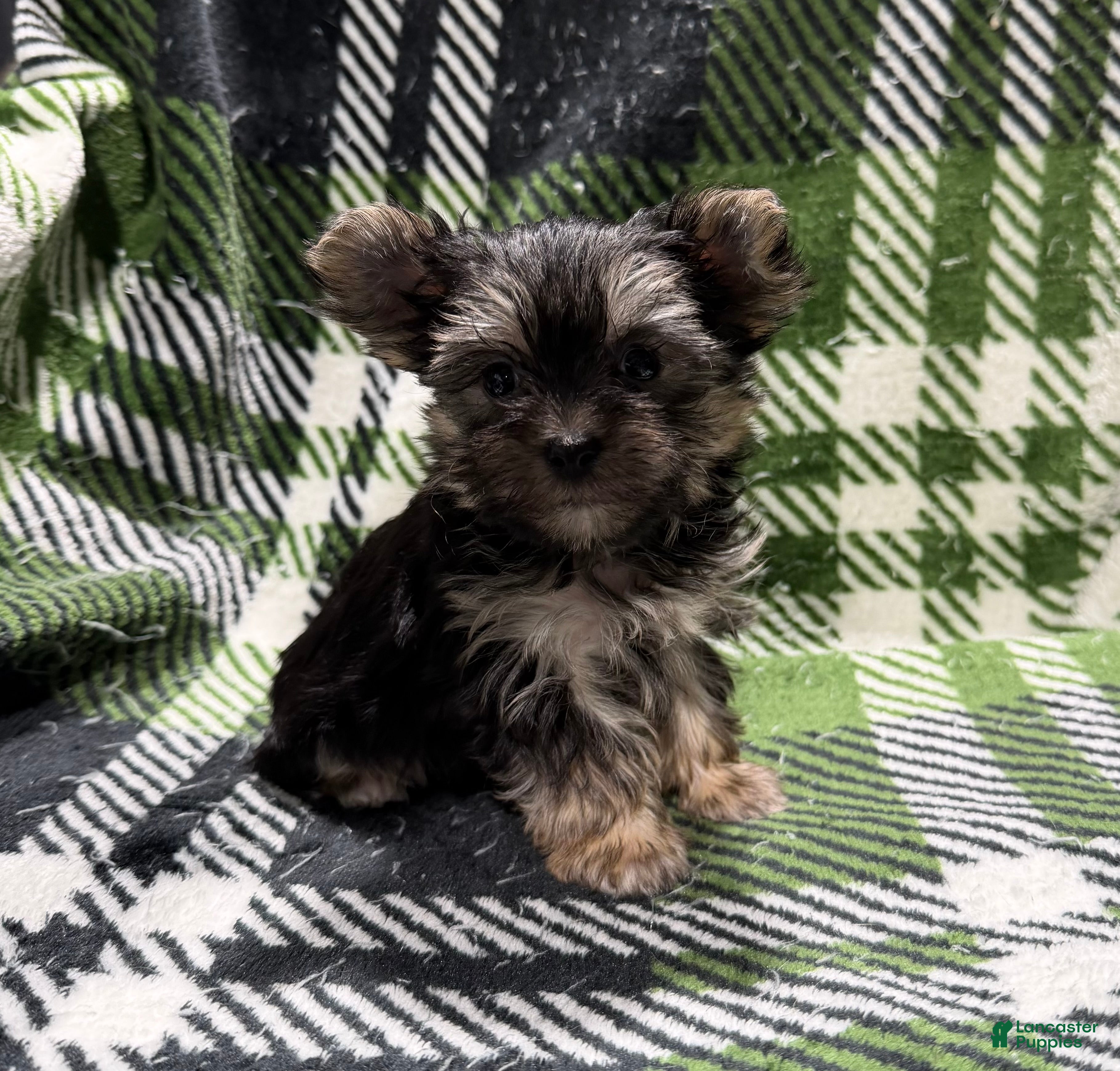 Morkie dogs Morkie Mia - Ad 1