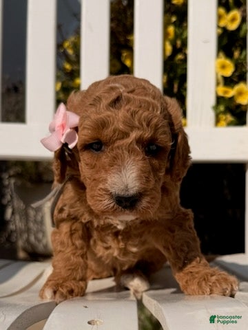 Mixed Breed dogs Brair - Ad 1