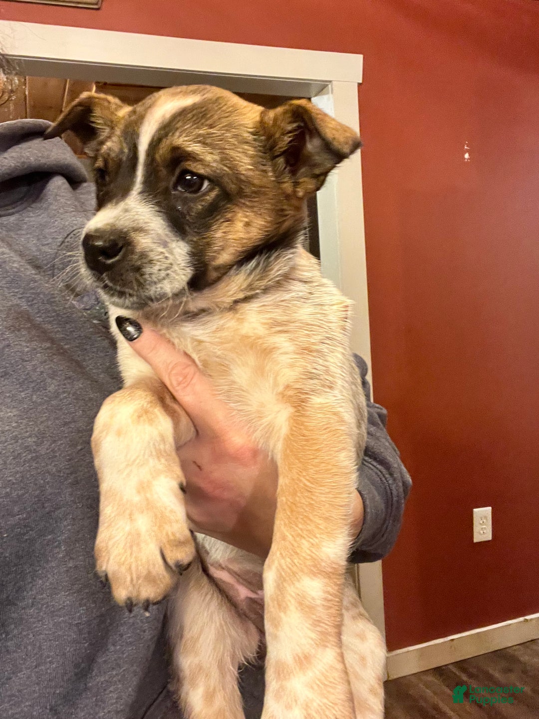 Australian Cattle Dog dogs for sale: Dolce - Ad 4