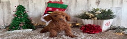 Toy Poodle dogs for sale: Polly - Ad 3