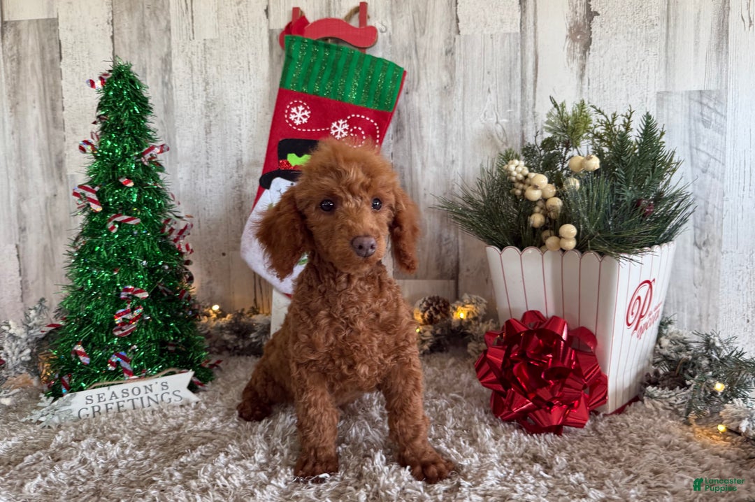 Toy Poodle dogs for sale: Polly - Ad 3