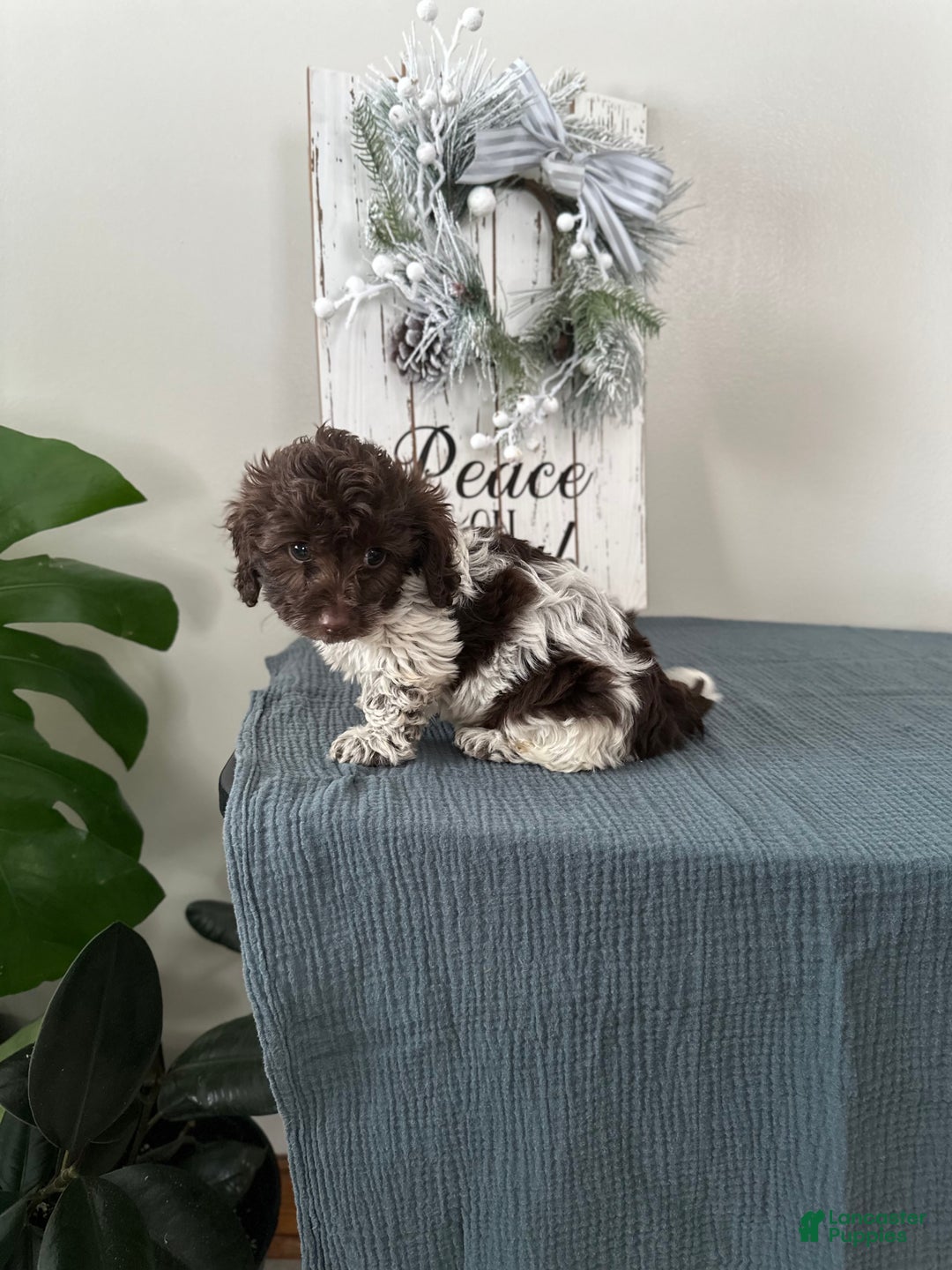 Mixed Breed dogs for sale: Ivy - Ad 6