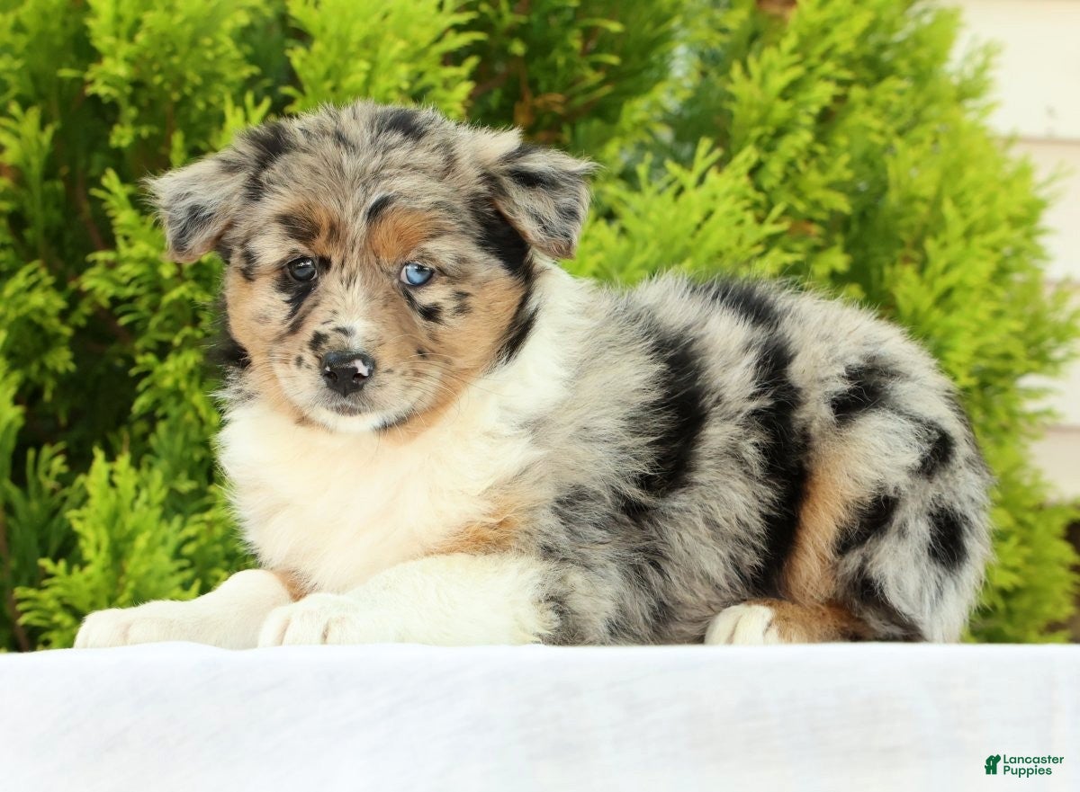Australian Shepherd dogs for sale: Butterfly - Ad 4