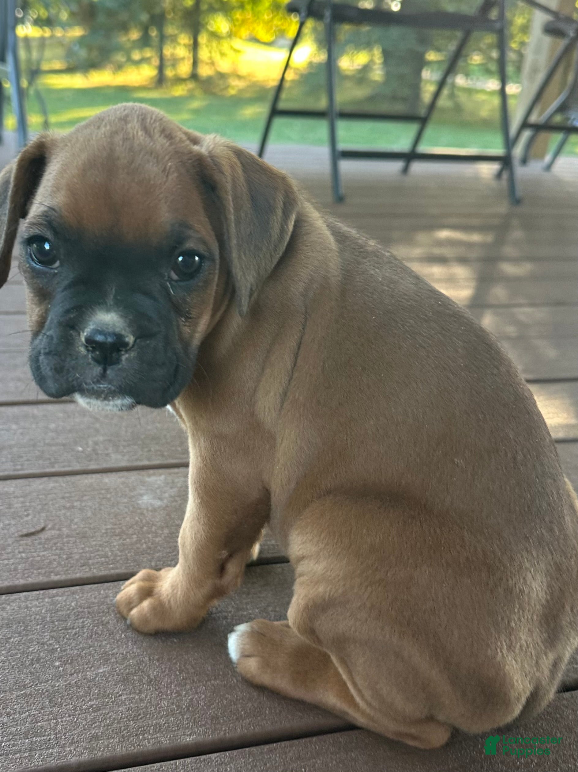 Boxer dogs Sadie - Ad 2