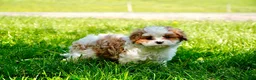 Cavapoo dogs for sale: Amos - Ad 5