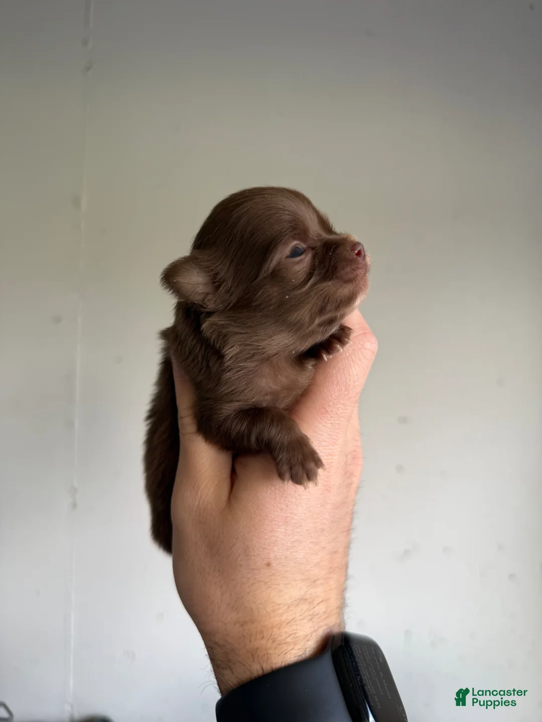 Chihuahua dogs for sale: Hank LH  - Ad 2