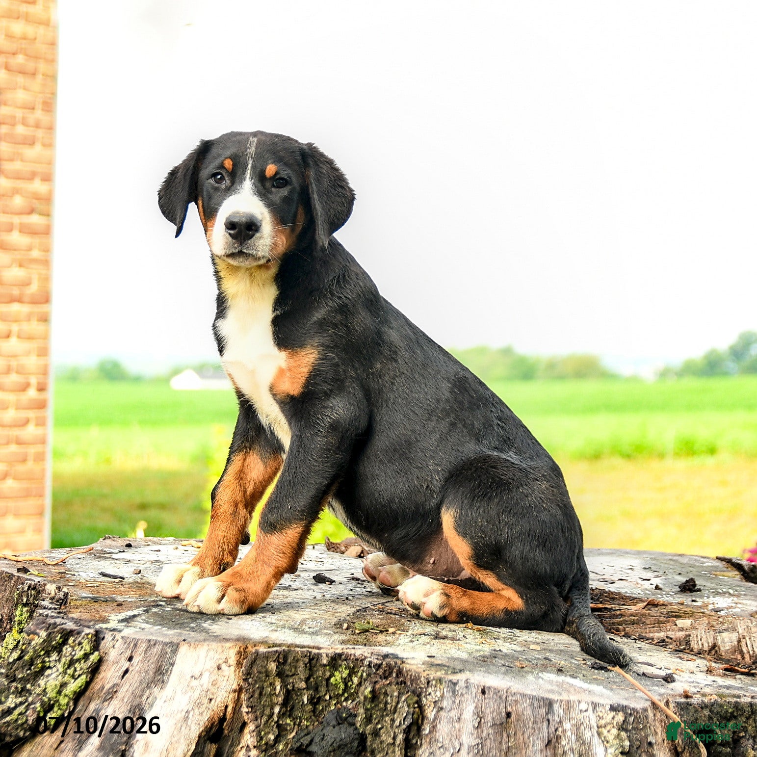 Greater Swiss Mountain Dog dogs Johann - Ad 2