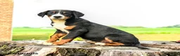 Greater Swiss Mountain Dog dogs for sale: Johann - Ad 2