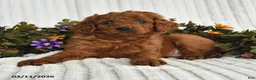 Mixed Breed dogs for sale: Peter - Ad 3