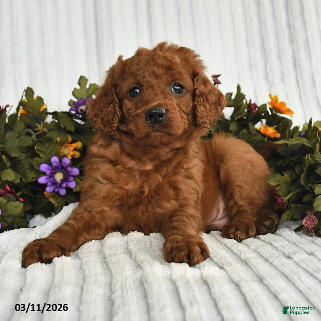 Mixed Breed dogs for sale: Peter - Ad 3