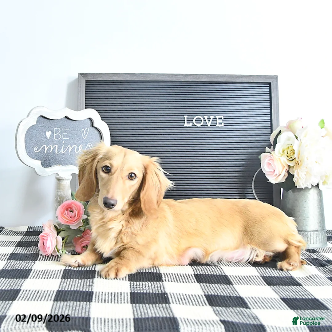 Miniature Dachshund dogs for sale: Remi  - Ad 6