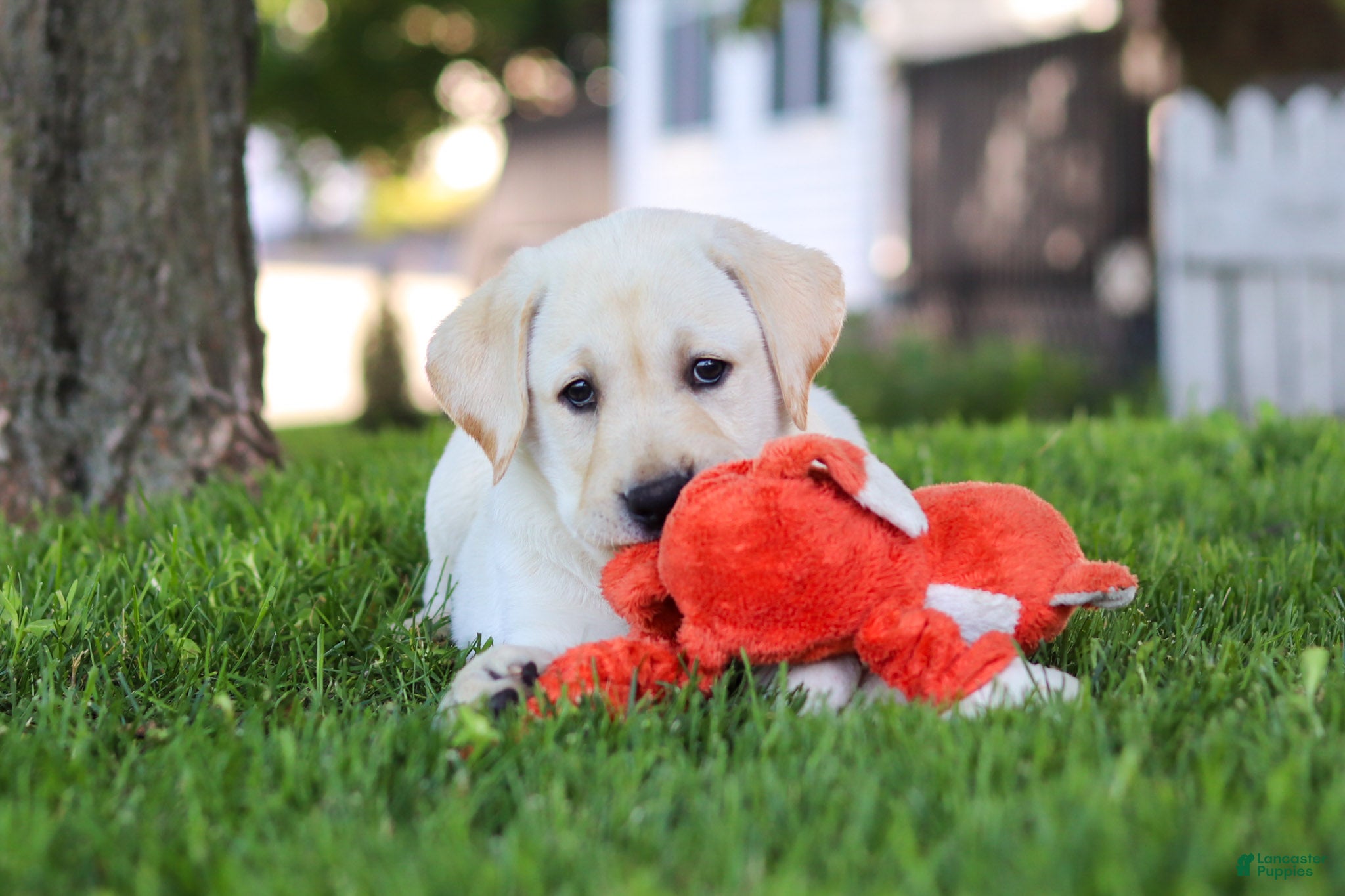 Labrador Retriever dogs for sale: Bert - Ad 6