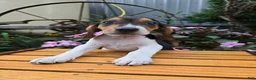 Beagle dogs for sale: Dallas - Ad 4