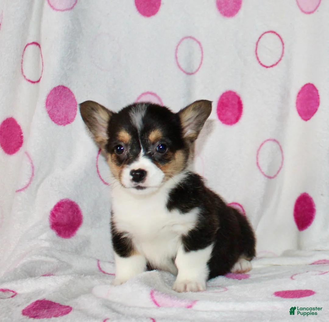 Welsh Corgi Pembroke dogs for sale: Kristy  - Ad 2