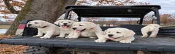 Labrador Retriever dogs for sale: Labrador Retriever 1 - Ad 2
