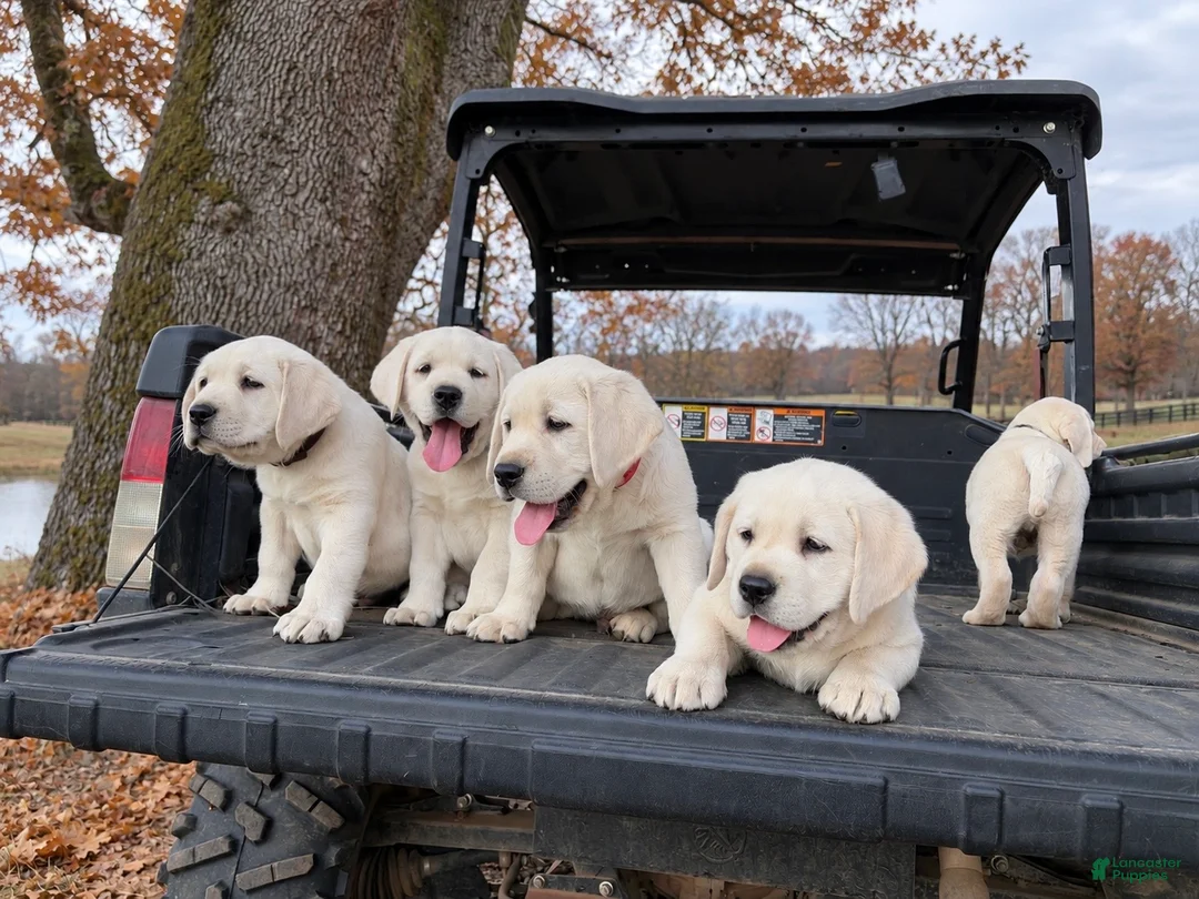 Labrador Retriever dogs for sale: Labrador Retriever 1 - Ad 2