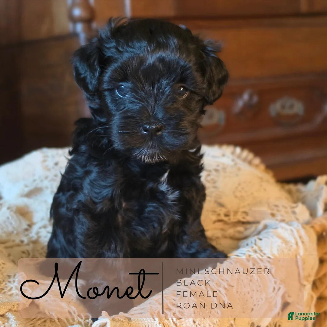 Miniature Schnauzer dogs for sale: Monet Miniature Schnauzer 4 - Ad 2