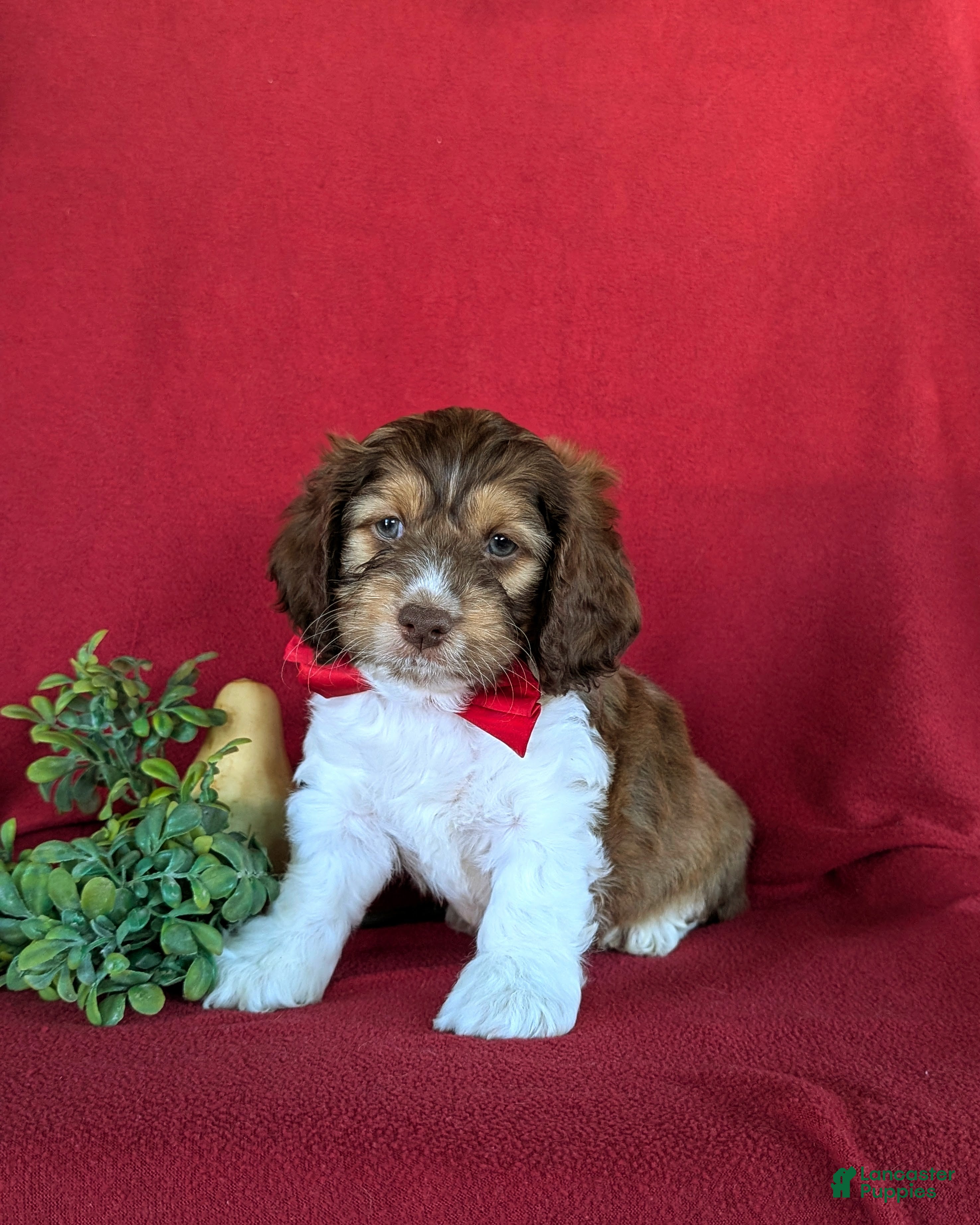 Cockapoo dogs for sale: Farley - Ad 2