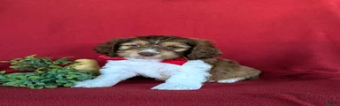 Farley
