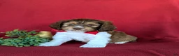 Cockapoo dogs for sale: Farley - Ad 1