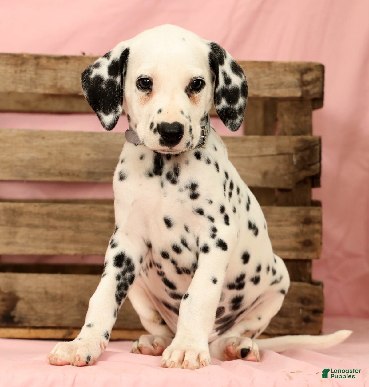 Dalmatian dogs Ringo - Ad 2